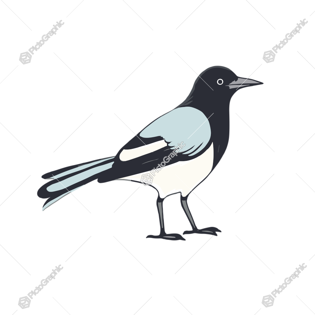 A stylized illustration of a black and white bird.