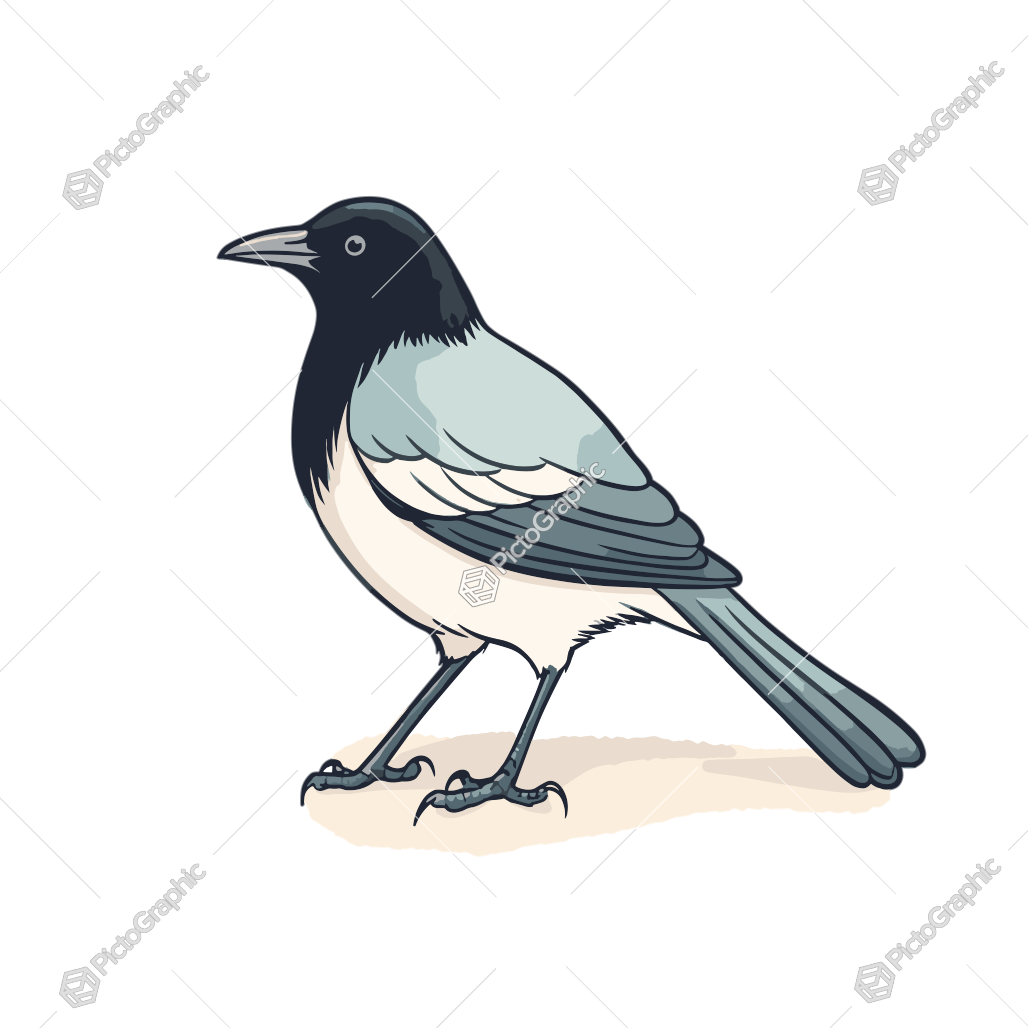 Illustration of a magpie.