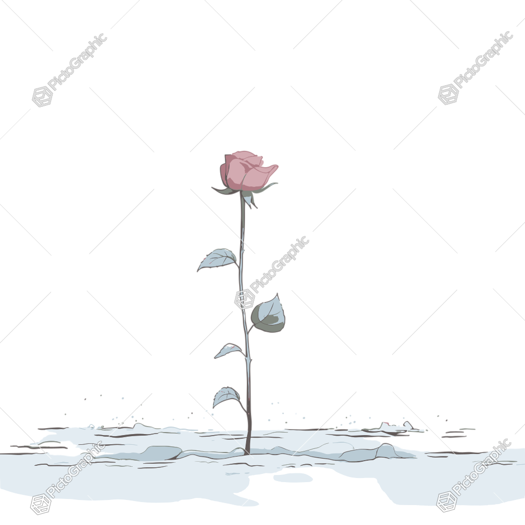 A single rose in a snowy setting.