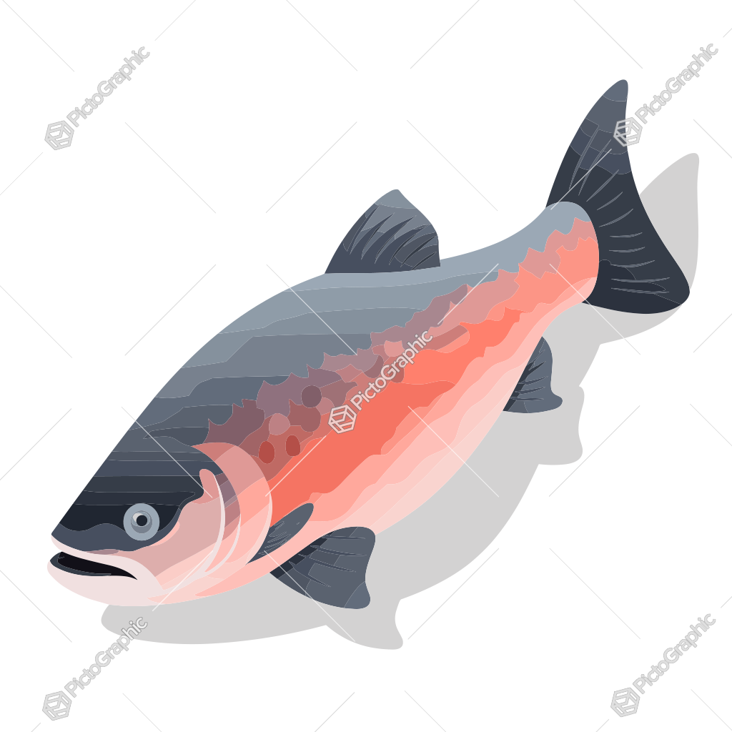 Illustration of a salmon.