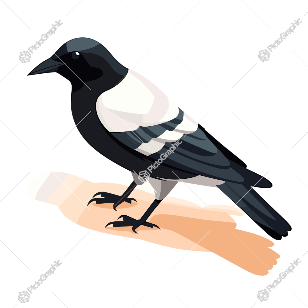 Illustration of a magpie.