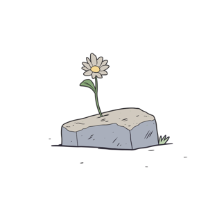 A daisy growing out of a rock.