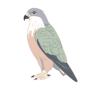 Illustration of a bird of prey.