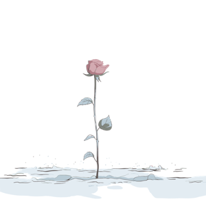 A single rose in a snowy setting.