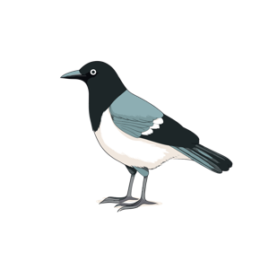A drawing of a magpie.