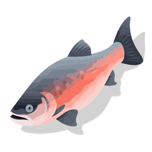 Illustration of a salmon.