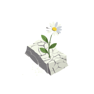 A daisy growing through a cracked rock.