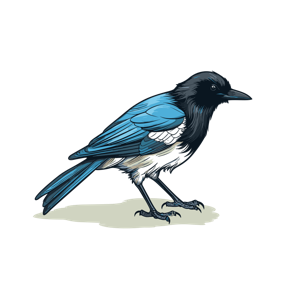An illustrated magpie standing on the ground.